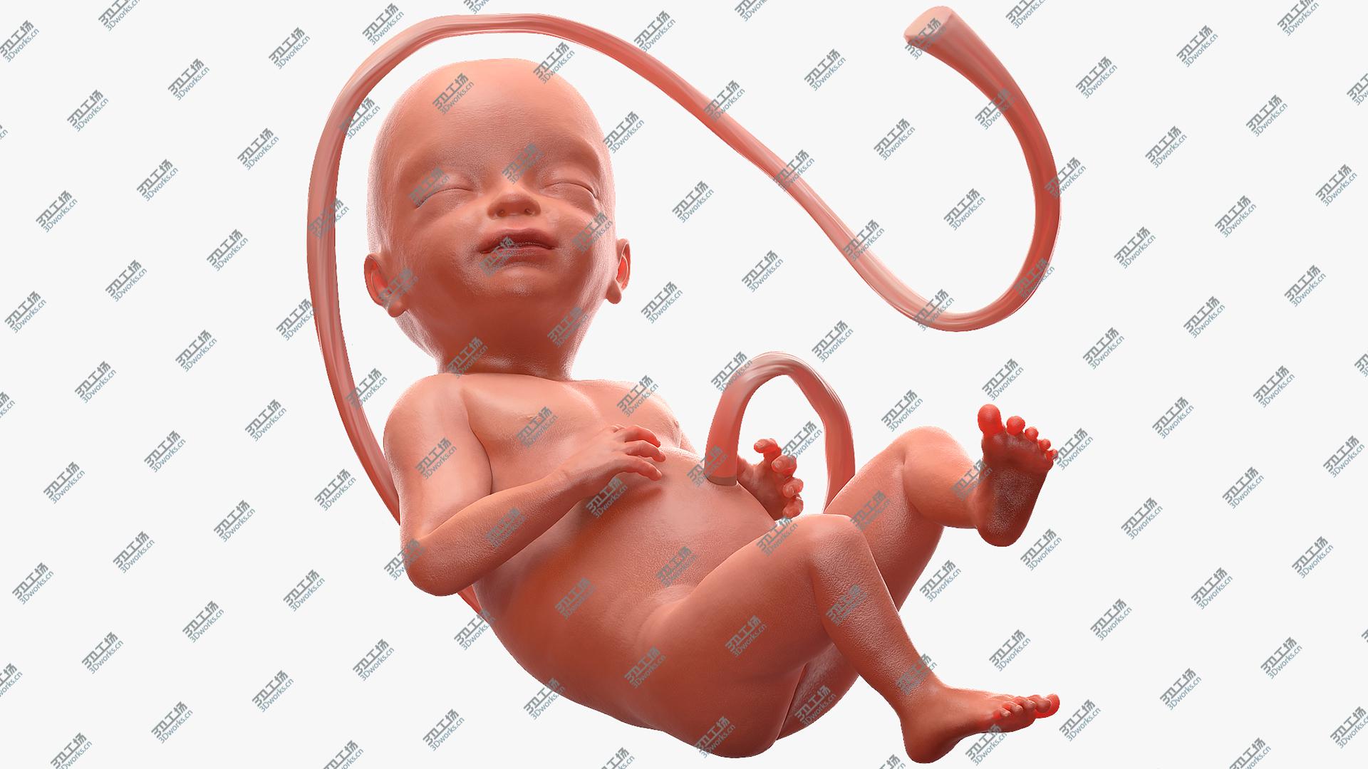 images/goods_img/20210313/3D Human Fetus at 24 Weeks Rigged model/1.jpg